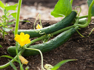 Summer in the Garden