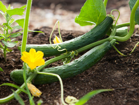 Cucumbers grow on vines surrounded by green leaves and vibrant yellow flowers in a garden bed with brown soil.