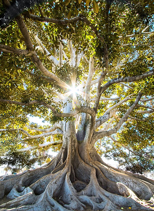 Block Clearance Therapy Tree Of Life