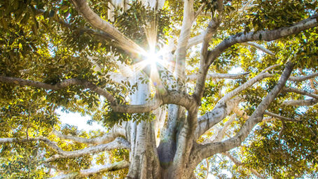 Elevate Your Spirit: Experience Holistic Wellness with Our Reiki and Spiritual Life Consulting Promotion