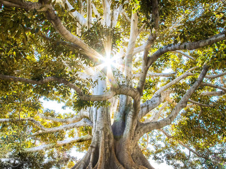 Your 'Nature Therapy' Appointment Reminder