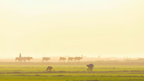 The Livestock Bill 2024 in Kenya: Implications and Opportunities