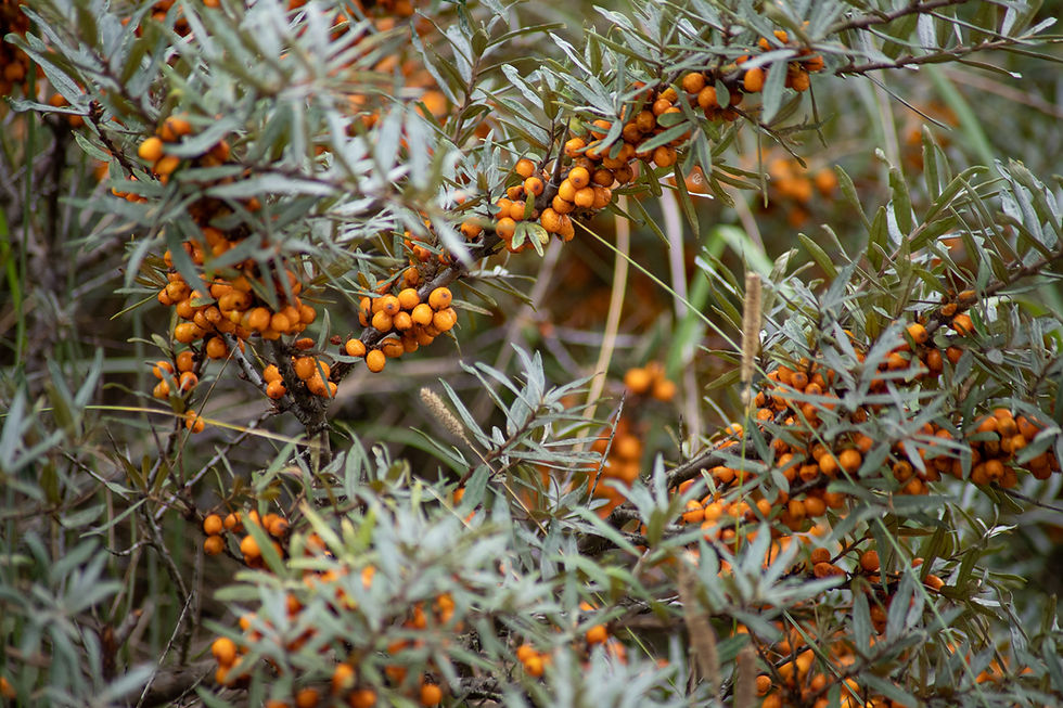 Kräuter für die Winter-Hausapotheke und Vitamin-C-Pflanzen