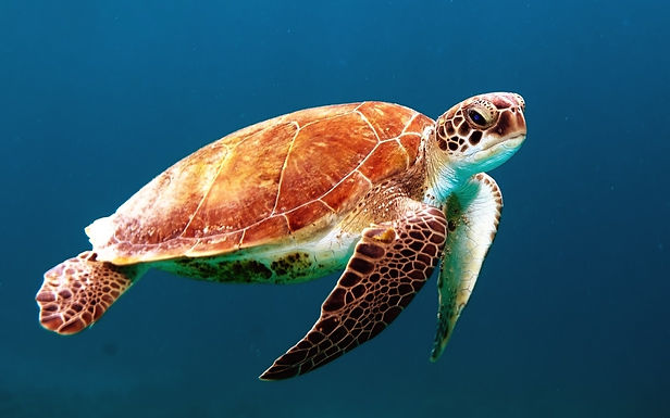 CBSE Class 12th Zoology Online Tuition Classes in Greater Noida