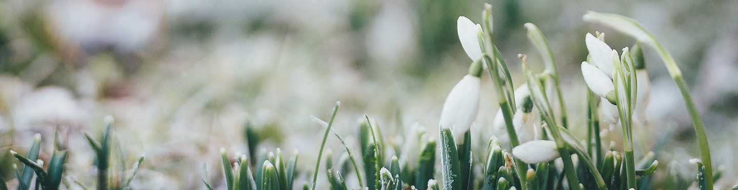 Image by Annie Spratt