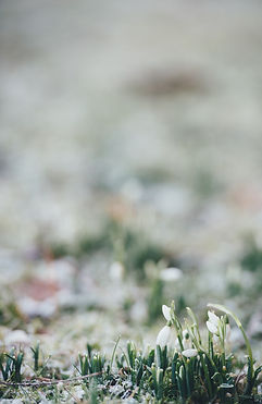 Image by Annie Spratt