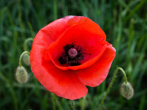 Poppy Poster Winners Announced