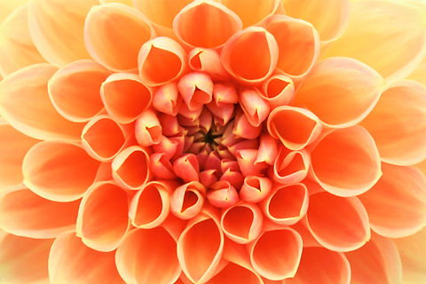 Image by Leanna Cushman