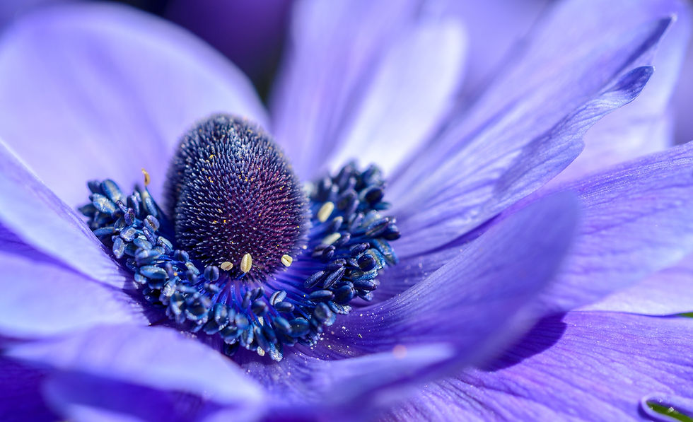 Image by Dominik Scythe