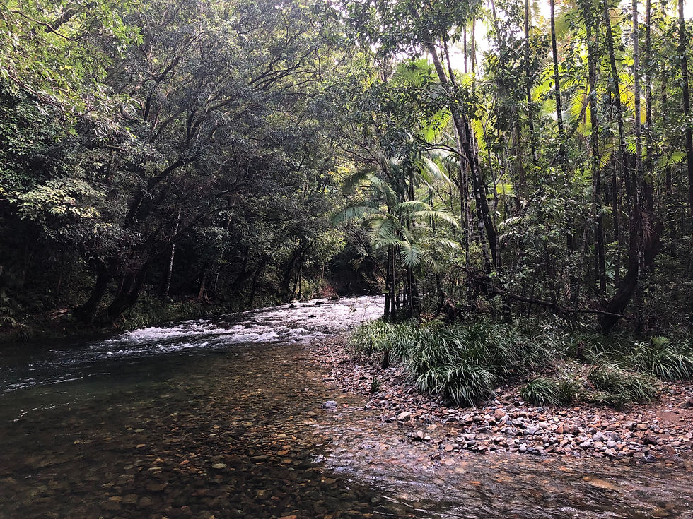 Rejuvenate in the Rainforest at Daintree Ecolodge & Spa