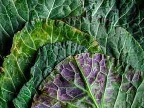 Winter Wonderland Harvest: Cold-Weather Vegetables to Plant in Your Garden