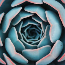 Fibonacci Sequence