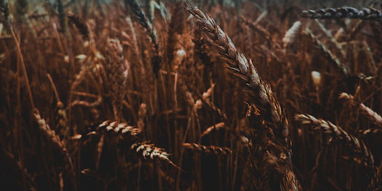 Image by Samet Kurtkus