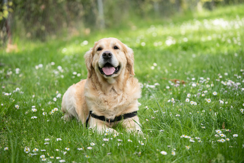 Dog Accommodation