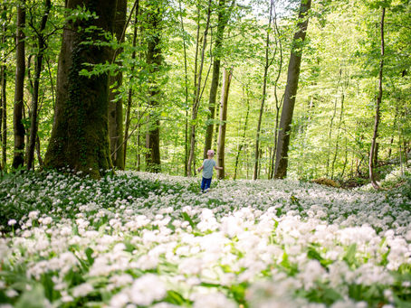 The Lung of the World: Why 2025 Was a Turning Point for Forests