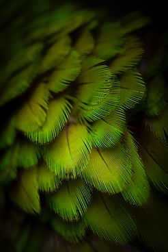 Image by Dejan Zakic