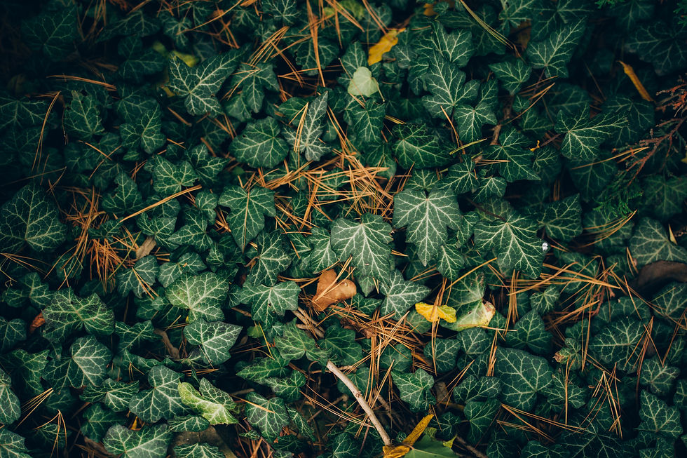 indoor ivy plant types