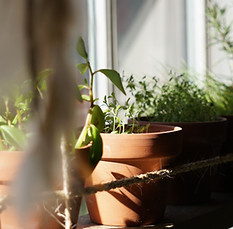 Picture of garden windows.