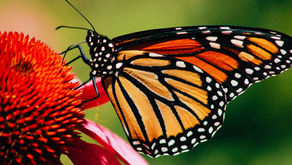 Monarch Butterflies in the City