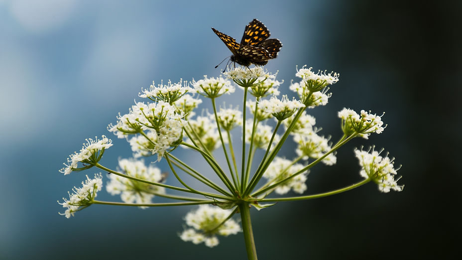 Image by Dominik Rešek