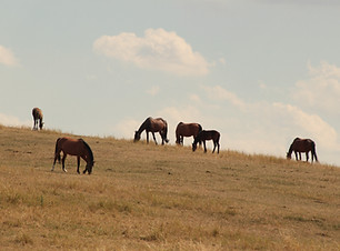 Image by Lucie Hošová