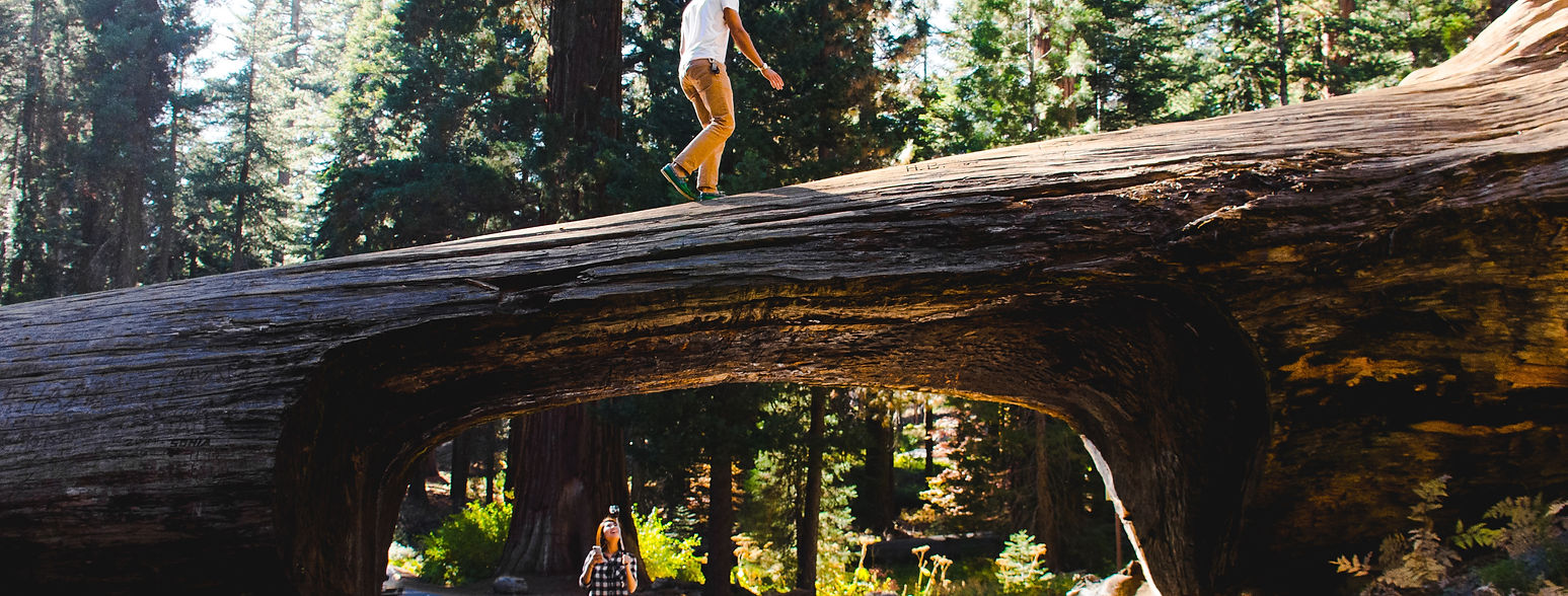 Sequoia National Park – General Sherman Tree