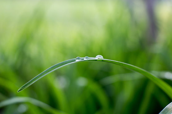 waterdruppels op een plantstengel