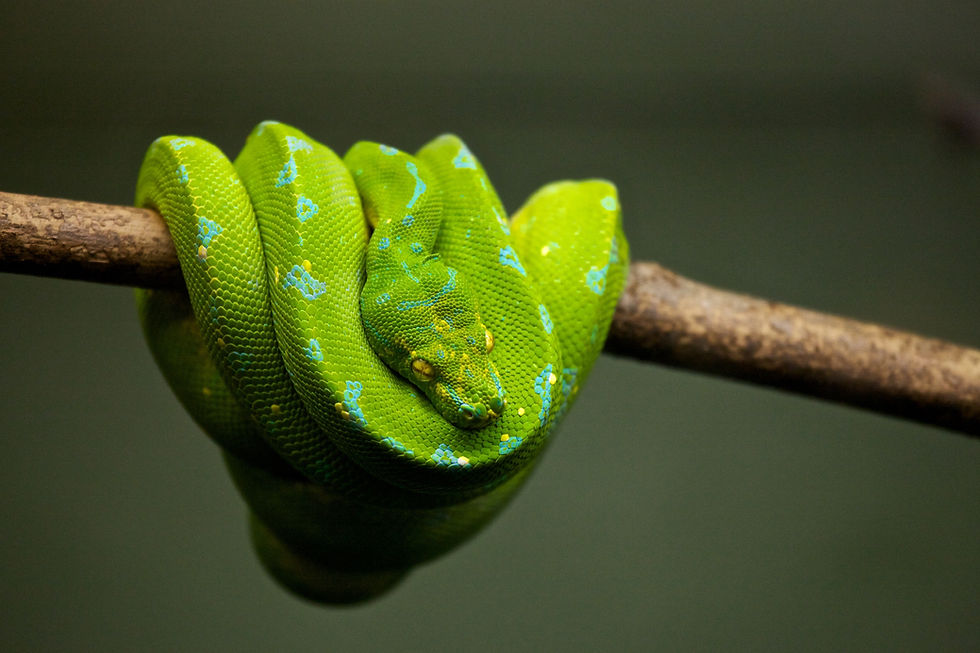 The Science of Slithering
