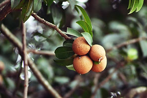 Image by Satheesh Sankaran