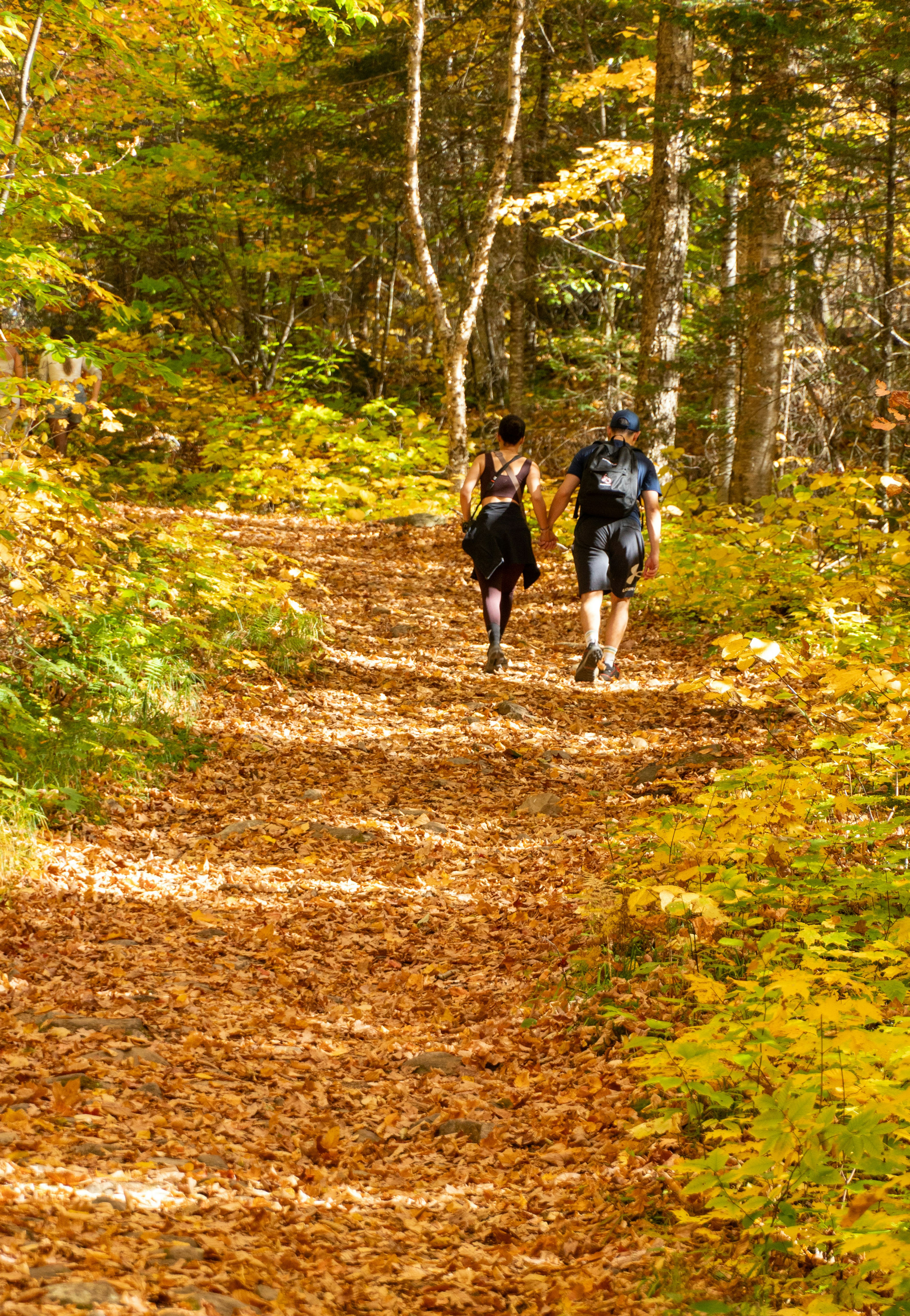 Un couple main dans la main, en train de se promener sous les majestueux sapins du Jura, l'amour dans l'air.