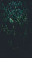 Image by Evgeni Evgeniev