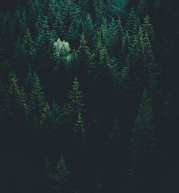Image by Evgeni Evgeniev