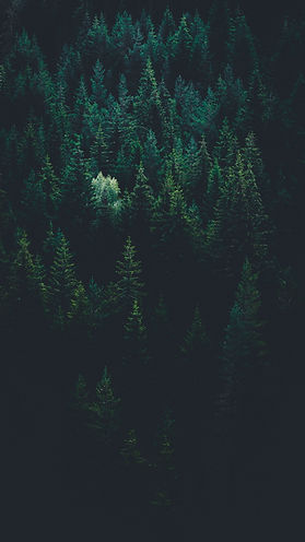 Image by Evgeni Evgeniev