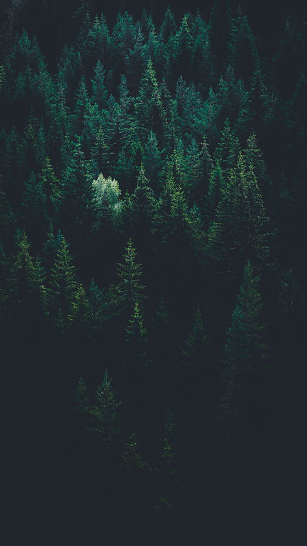 Image by Evgeni Evgeniev