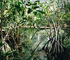 Sierpe