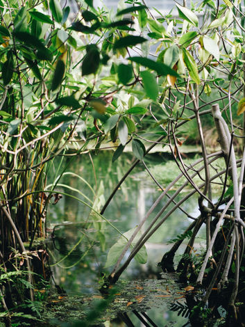Mangrove, Sand Bar + Beach