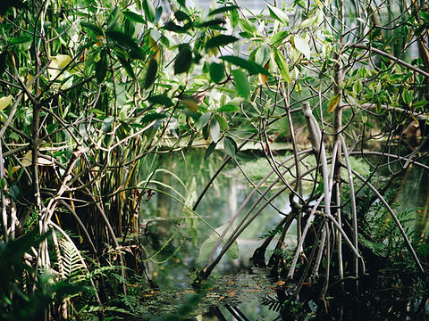 Image by Maxwell Ridgeway