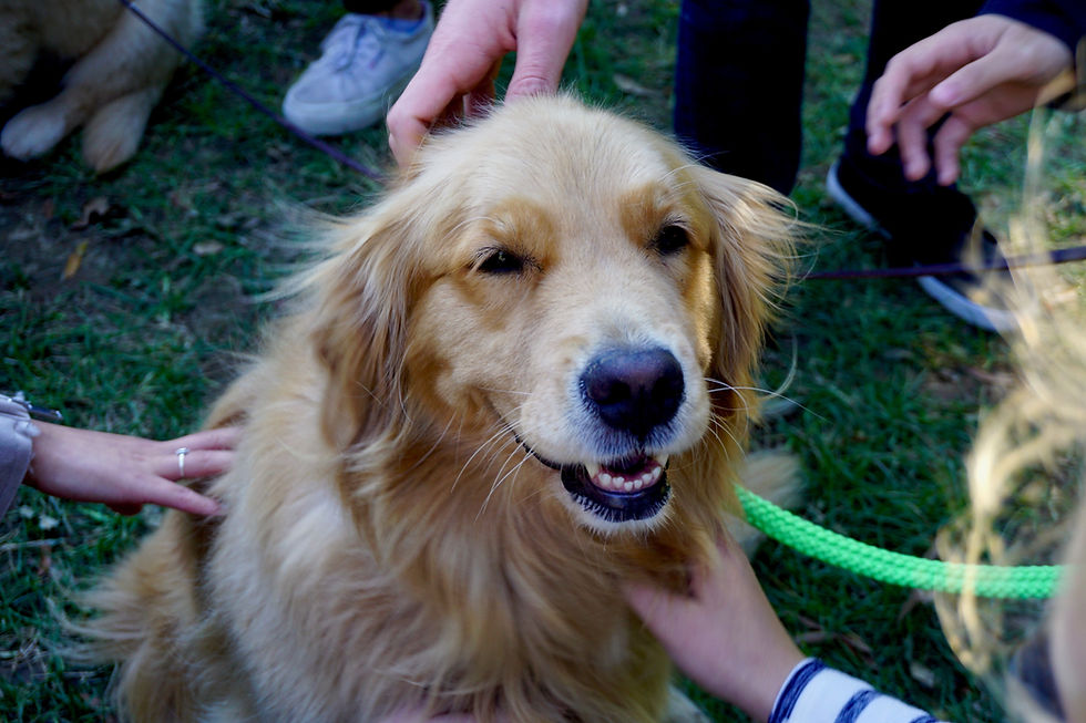 🐾 Join Peak Education for a Volunteer Event at National Mill Dog Rescue! 🐾