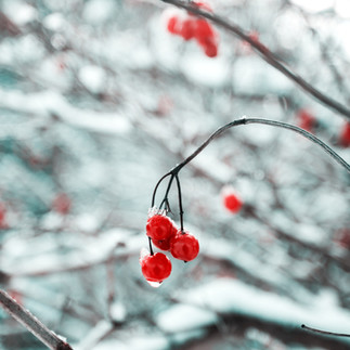 Trêve hivernale