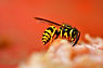 carpenter bees exterminator south jersey