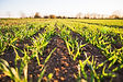 Prairie rainfall eases drought pressure in key farm regions