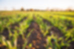 growing green plants in a field