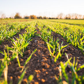 Eurostat: Οι πρώτες εκτιμήσεις των δεικτών γεωργικών τιμών για το 2022 δείχνουν σημαντικές αυξήσεις