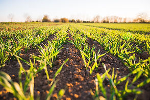 seed rows of a cereal crop and dirt