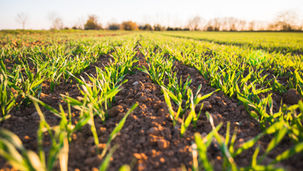 Why Soil Moisture Monitoring Matters