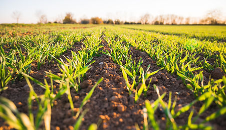 Webinar: Vegetation evolution, Agroforestry and Climate change