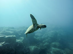 Snorkeling North Shore Image by Jeremy Bishop