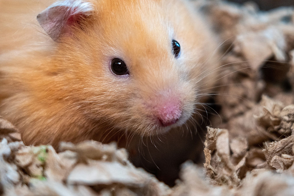 close up shot of a hamster