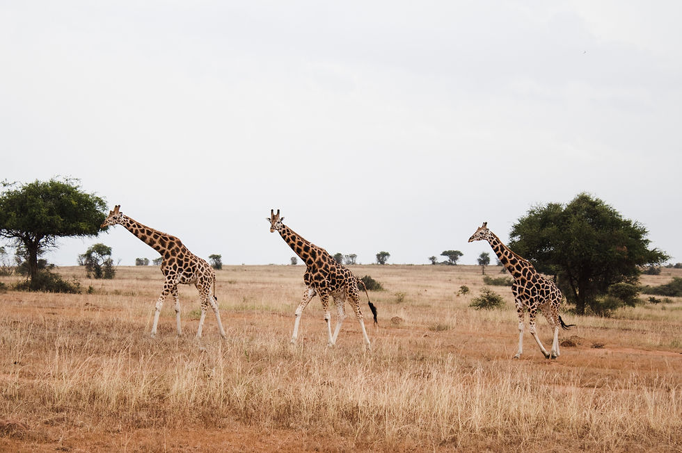 Giraffe in Hwange National Park 