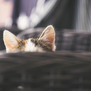 Soins des oreilles au naturel.